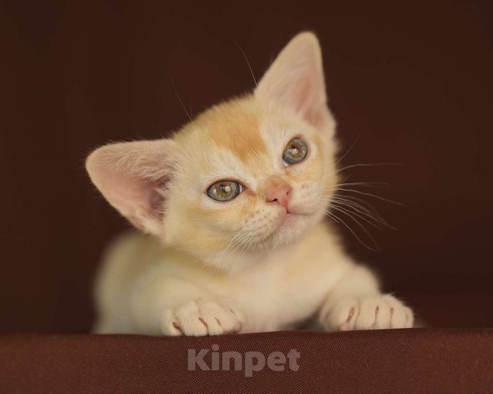 Кошки в Москве: Рыжий бурманский котик Мальчик, 100 000 руб. - фото 6