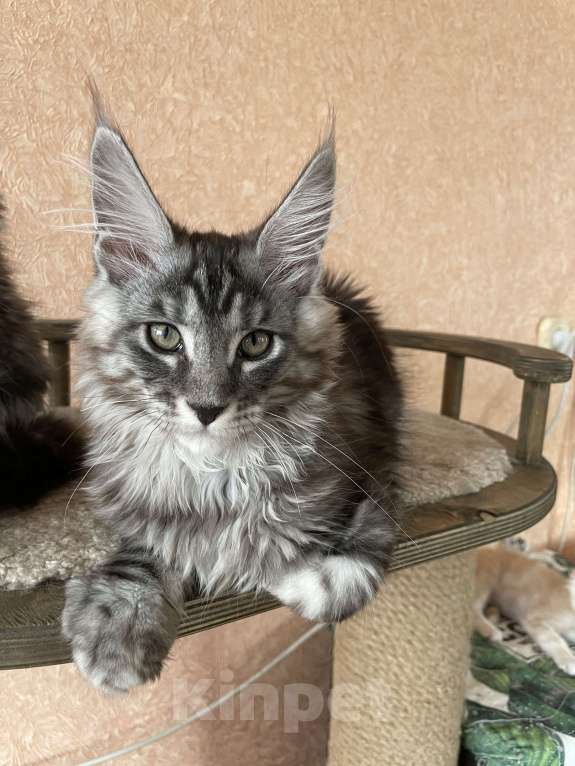 Кошки в Артеме: Мальчик мейн кун Мальчик, 70 000 руб. - фото 2