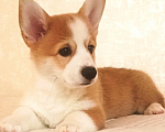Собаки в Можайске: Вельш-корги пемброк Миранда Голдэн Блисс Девочка, 70 000 руб. - фото 1
