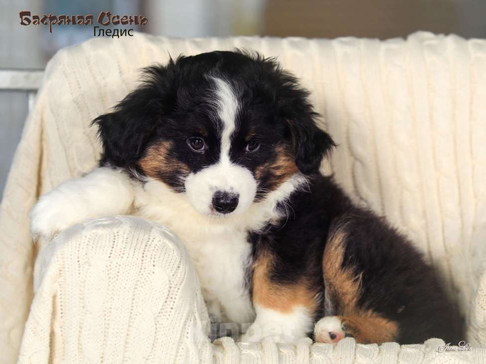 Собаки в других городах Московской области: Продается девочка миниаусси Девочка, 60 000 руб. - фото 8