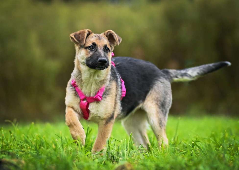Собаки в других городах Московской области: Несомненный лидер и просто красавица:) Девочка, Бесплатно - фото 1