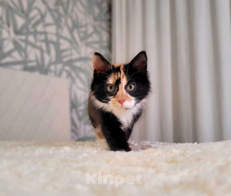 Кошки в Москве: Котёнок Фиона в добрые руки  Девочка, Бесплатно - фото 1