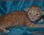 Кошки в Волгограде: Котята мейн-кун - для души и разведения Мальчик, 20 000 руб. - фото 1