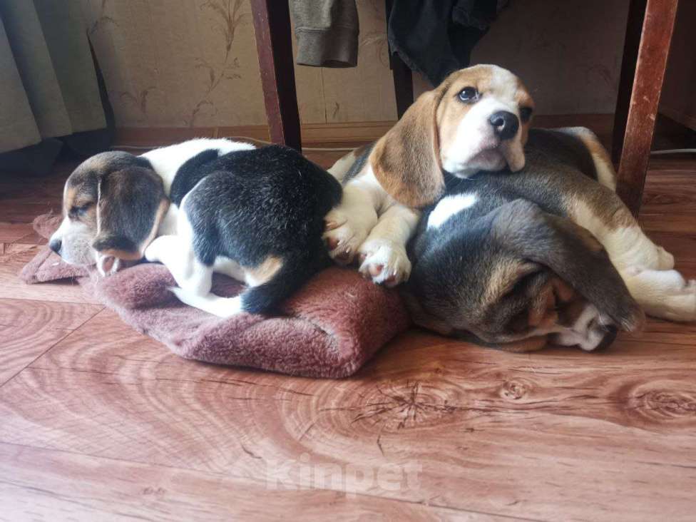 Собаки в Нижнем Новгороде: Бигль девочка ищет любящего и заботливого хозяина Девочка, 30 000 руб. - фото 3