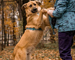 Собаки в Москве: Собака в добрые руки бесплатно Москва Мальчик, Бесплатно - фото 7