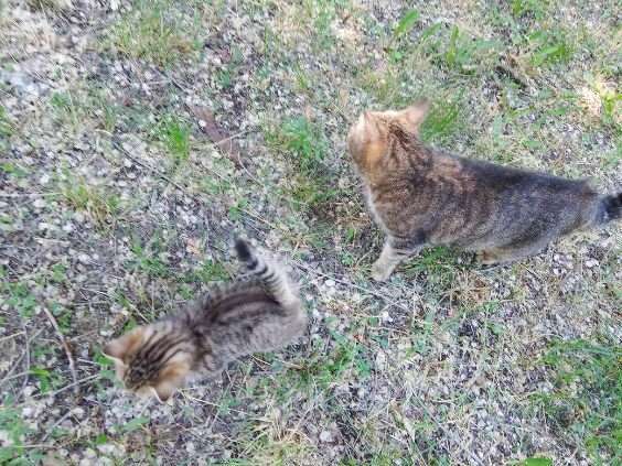 Кошки в Воронеже: Отдадим в хорошие руки котенка и кошку Разнополые, Бесплатно - фото 4