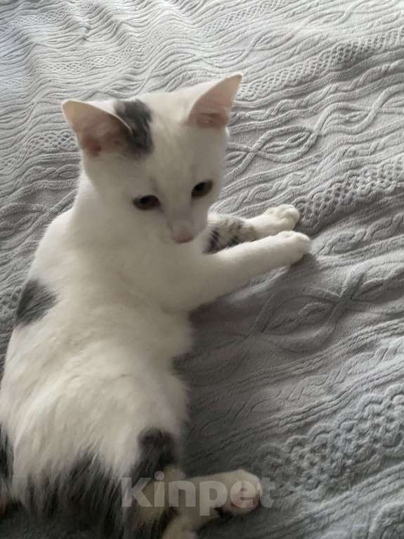 Кошки в Симферополе: Трехцветный котик ищет семью Мальчик, Бесплатно - фото 3