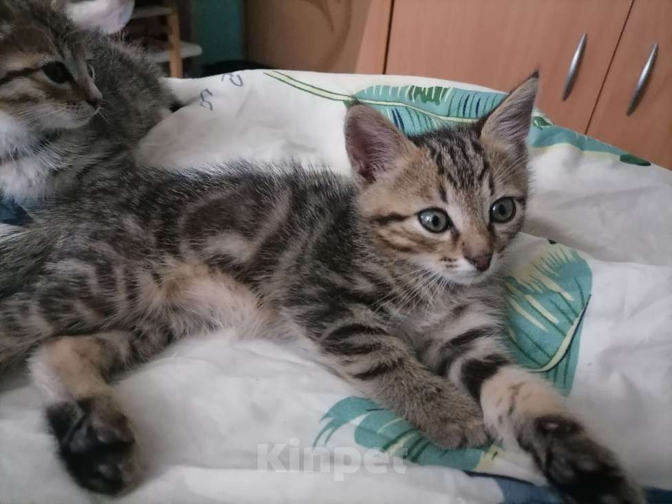 Кошки в Ногинске: Котенок 2 месяца Мальчик, Бесплатно - фото 1
