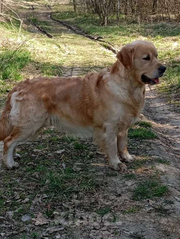 Собаки в Санкт-Петербурге: Чудесные  щенки Золотистый ретривер Мальчик, 60 000 руб. - фото 4