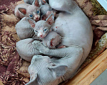 Кошки в Коломне: Котята Канадского сфинкса, 8 000 руб. - фото 6