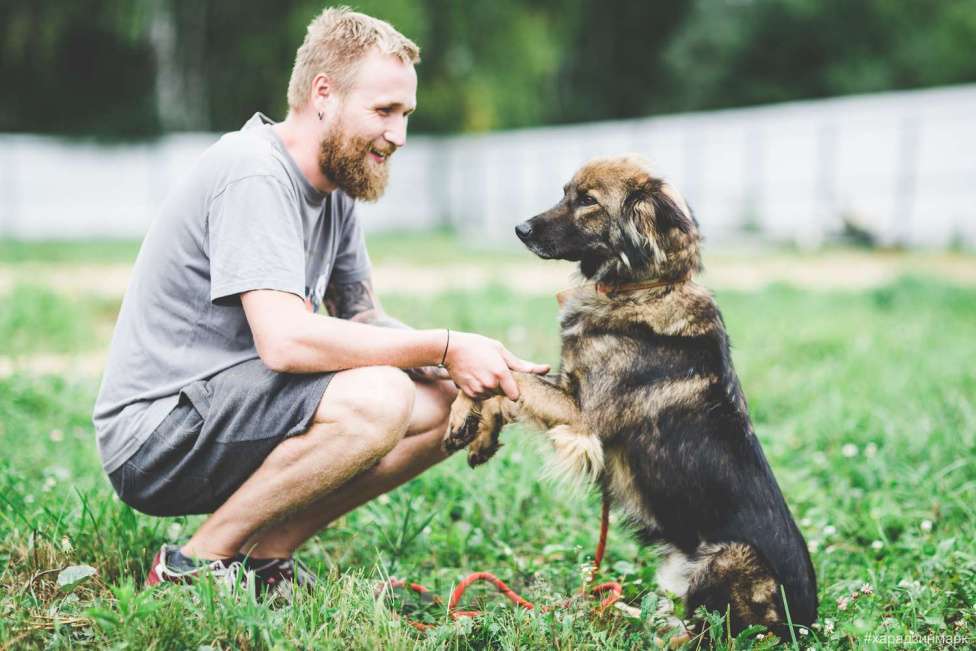 Собаки в Москве: Макс Мальчик, Бесплатно - фото 2