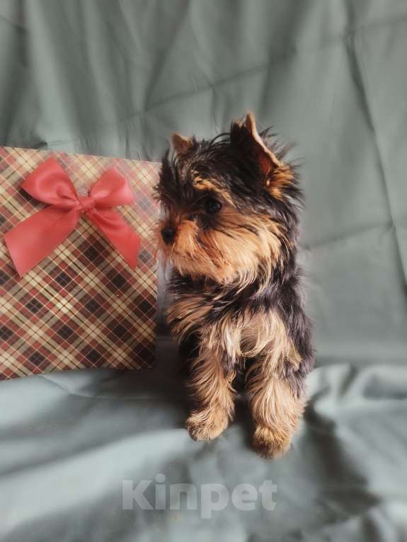 Собаки в Москве: Йоркширский терьер мини Девочка, 70 000 руб. - фото 4