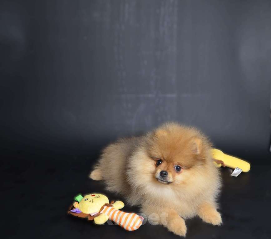 Собаки в Костроме: Щенки немецкого шпица Девочка, 23 000 руб. - фото 6