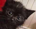 Кошки в Кемерово: Маленький черный непоседа Девочка, Бесплатно - фото 1