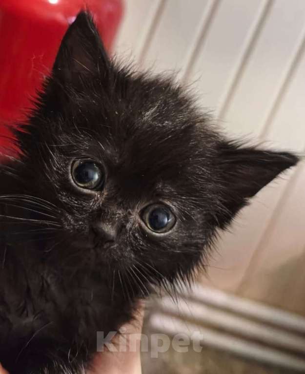 Кошки в Кемерово: Маленький черный непоседа Девочка, Бесплатно - фото 1