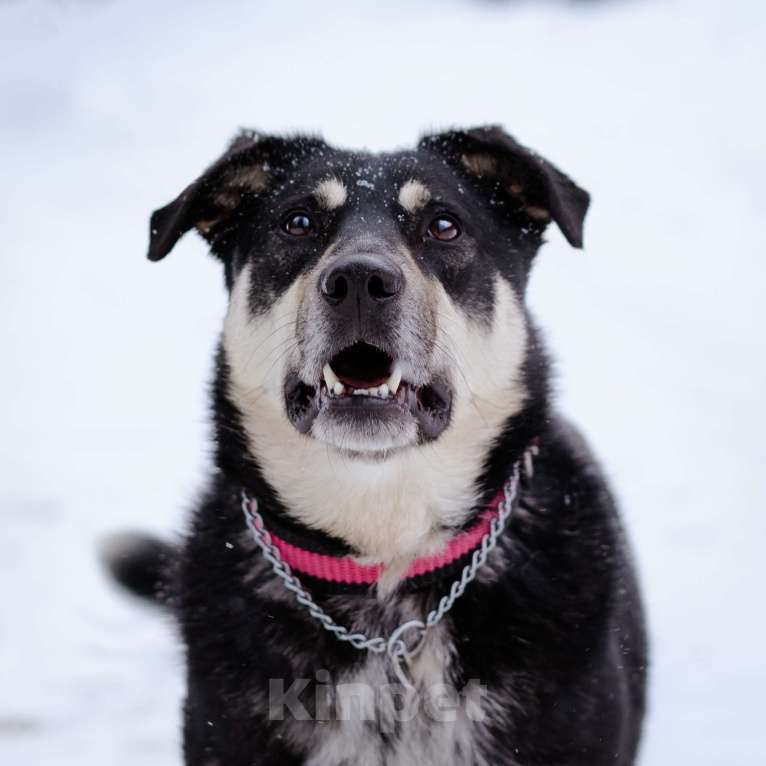Собаки в Москве: Домашняя собака -компаньон Девочка, Бесплатно - фото 6