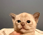 Кошки в Екатеринбурге: Котенок Мальчик, 80 000 руб. - фото 3