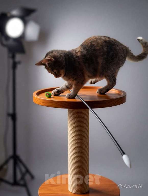 Кошки в Санкт-Петербурге: Очень ласковая молодая кошка. Кастририована, привита. Девочка, Бесплатно - фото 2