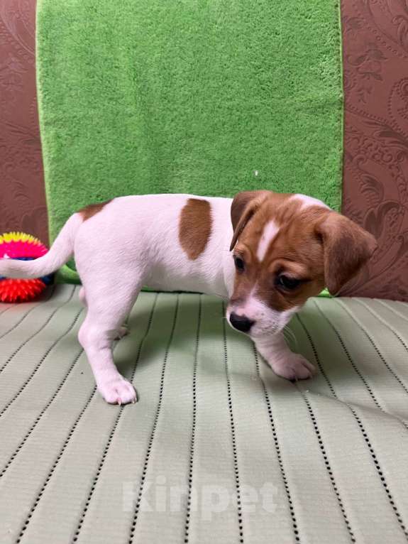 Собаки в других городах Крыма: Продам щенят Джек-Рассел-Терьер Девочка, 10 000 руб. - фото 7