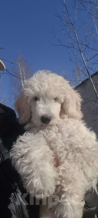 Собаки в Москве: Щенок среднего ( малого ) пуделя белого окраса Мальчик, 50 000 руб. - фото 1