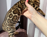 Кошки в Новосибирске: Бенгальские котята - девочки Девочка, 50 000 руб. - фото 3
