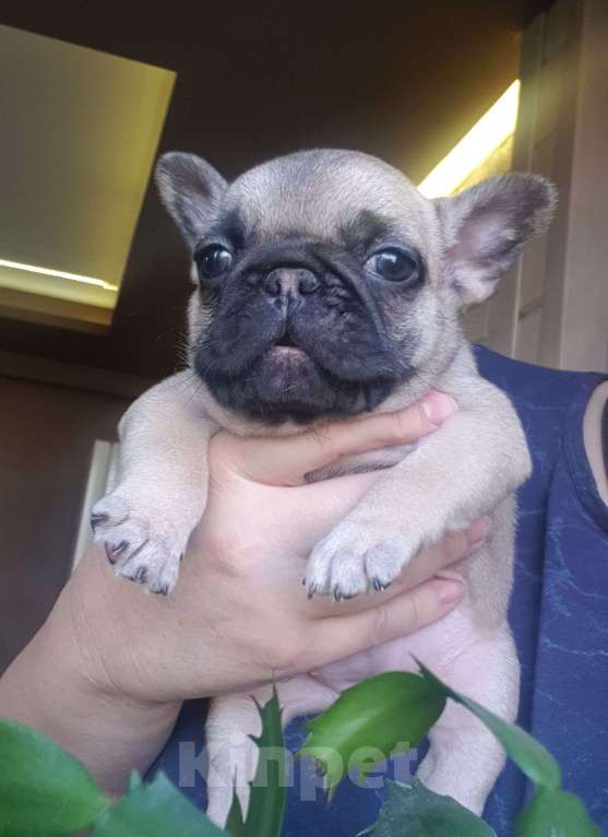 Собаки в Москве: Девочка в окрасе Шоко-фавн Девочка, 50 000 руб. - фото 3