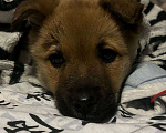 Собаки в Мурманске: Щенок девочка возраст около месяца Девочка, Бесплатно - фото 2