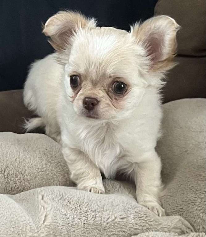 Собаки в Санкт-Петербурге: Щенок чихуахуа, сука Девочка, 50 000 руб. - фото 4