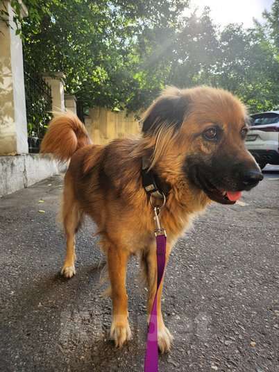 Собаки в Москве: Пушистый рыжий пёс Миша в добрые руки Мальчик, 1 руб. - фото 9