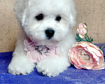 Собаки в Москве: Бишон Фризе чистокровные щенки РКФ Москва Девочка, 120 000 руб. - фото 2