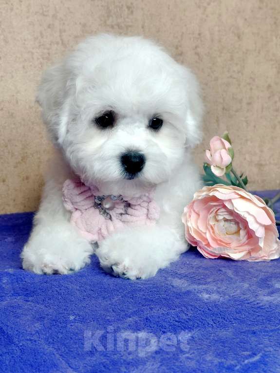 Собаки в Москве: Бишон Фризе чистокровные щенки РКФ Москва Девочка, 120 000 руб. - фото 2