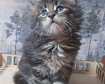 Кошки в Пензе: Мейн кун полидакт кот Мальчик, 25 000 руб. - фото 4