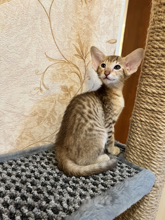 Кошки в Ярославле: Бронирование  Мальчик, 1 руб. - фото 6