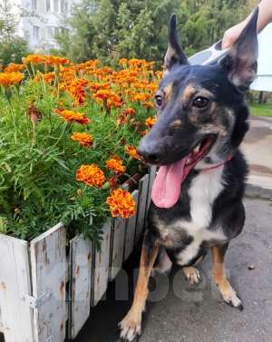 Собаки в Москве: Бетси  нужен дом! Девочка, Бесплатно - фото 4