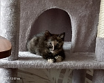 Кошки в Москве: Котёнок черепахового окраса Девочка, Бесплатно - фото 8