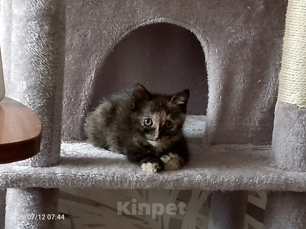 Кошки в Москве: Котёнок черепахового окраса Девочка, Бесплатно - фото 8