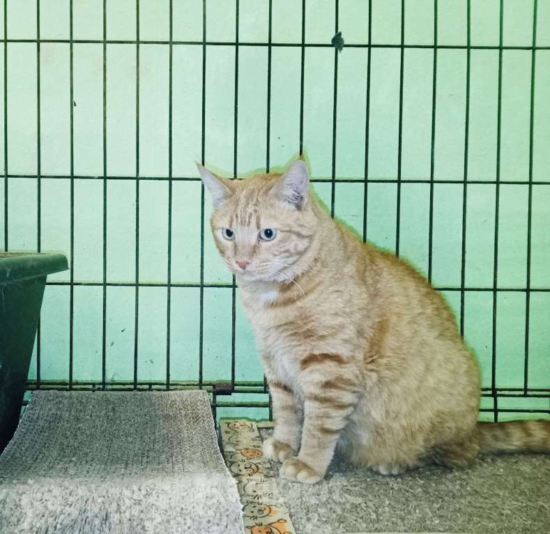 Кошки в Москве: 🌟 Пристраивается кот Лучик — ищет свой дом и любящих хозяев! 🌟 Мальчик, Бесплатно - фото 3