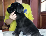 Собаки в Владивостоке: Щенки кане корсо продажа Мальчик, 35 000 руб. - фото 1