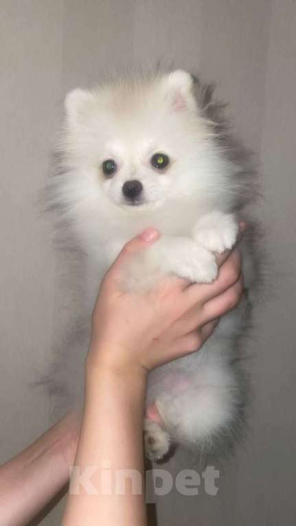 Собаки в Кирове: Померанский шпиц. Продажа. POMERANIAN PUPPY. SALE. Девочка, 30 000 руб. - фото 3