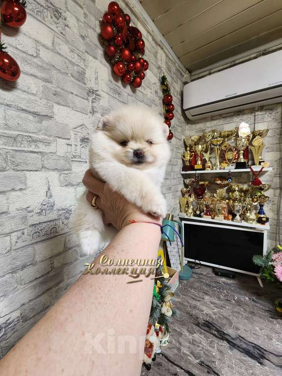 Собаки в Москве: Мини девочка померанского шпица питомник РКФ Девочка, Бесплатно - фото 3