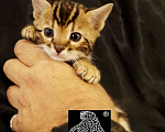 Кошки в Магадане: Бенгальский котенок Мальчик, Бесплатно - фото 8