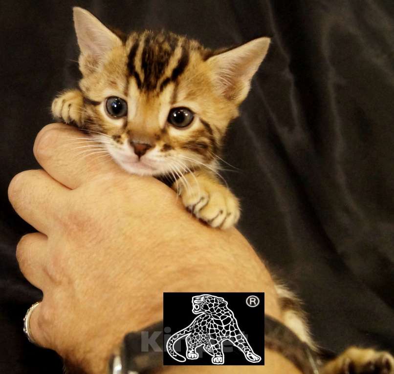 Кошки в Магадане: Бенгальский котенок Мальчик, Бесплатно - фото 8
