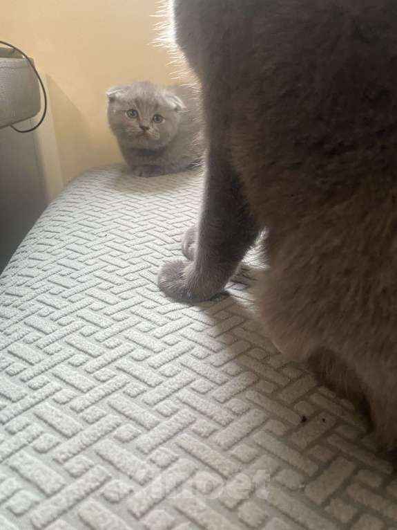 Кошки в Москве: Продам вислоухого котенка Девочка, 10 000 руб. - фото 1