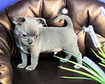 Собаки в Москве: Голубого окраса чудо мальчик чихуахуа  Мальчик, 50 000 руб. - фото 5