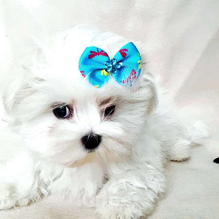 Собаки в Зеленограде: Мальтезе мальтийская болонка мальчик Мальчик, 100 000 руб. - фото 2