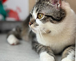 Кошки в Москве: Котенок мальчик Мальчик, Бесплатно - фото 9