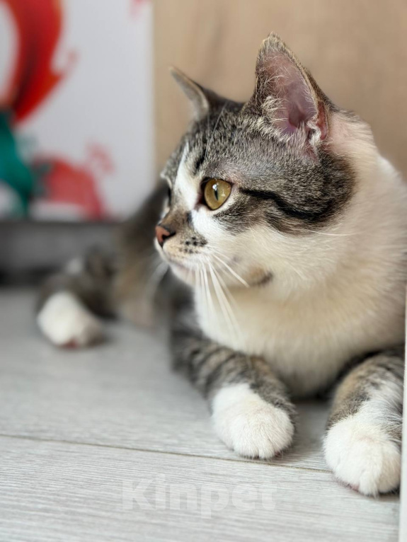 Кошки в Москве: Котенок мальчик Мальчик, Бесплатно - фото 9