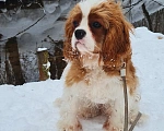 Собаки в Зеленоградске: Шикарные щенки Кавалер Кинг Чарльз спаниель  Мальчик, 55 000 руб. - фото 1