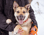 Собаки в Москве: Небольшая очень ласковая девочка из приюта Девочка, Бесплатно - фото 3
