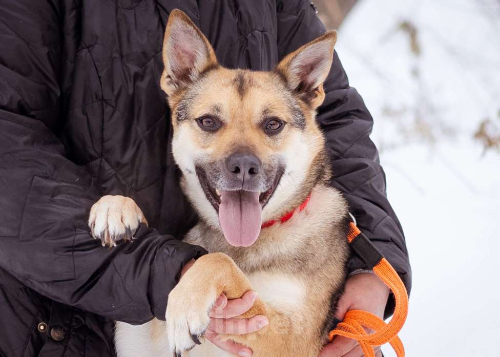 Собаки в Москве: Небольшая очень ласковая девочка из приюта Девочка, Бесплатно - фото 3